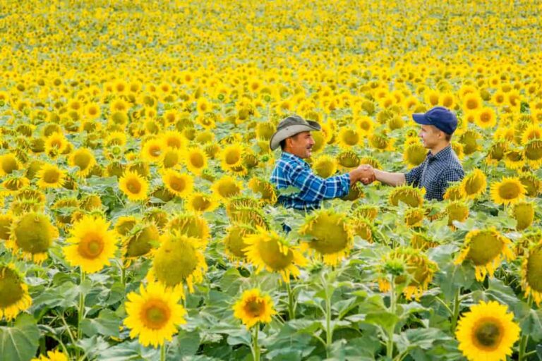 The Complete Guide to Sunflower Farming: From Seed to Sale