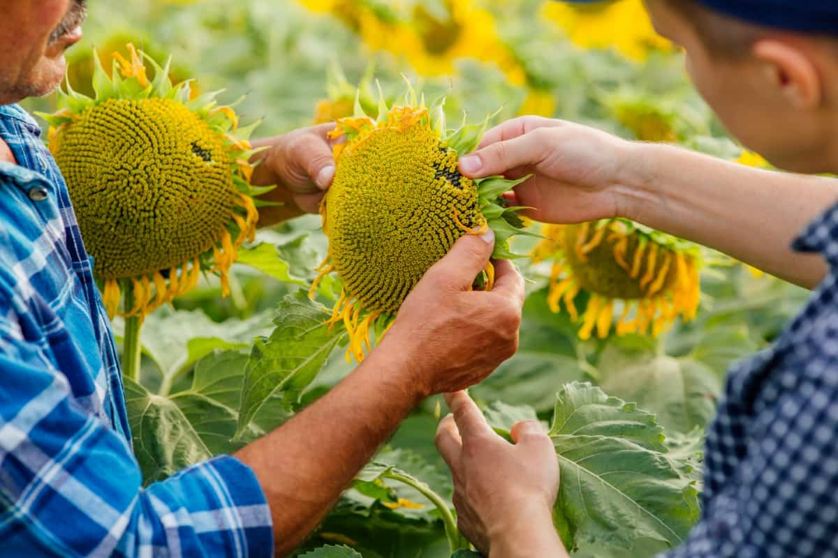 Agronomists Inspecting Sunflower Plant