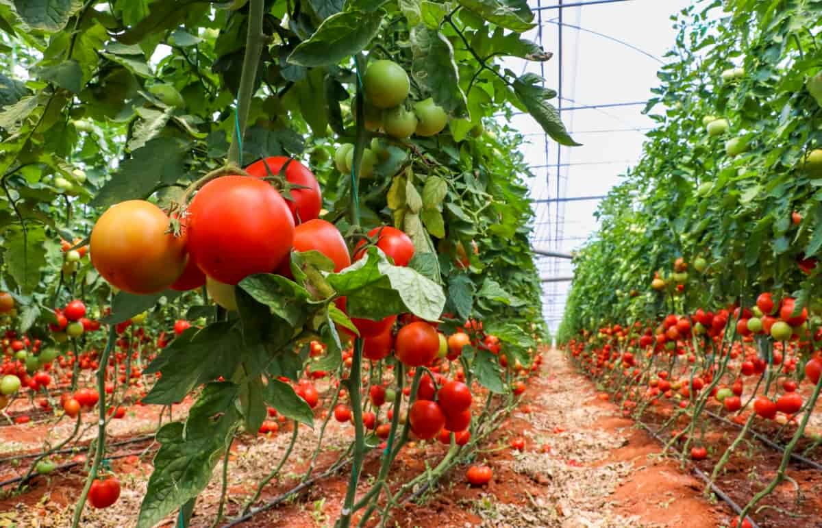 The Complete Guide to Tomato Farming