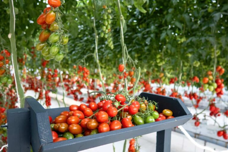 The Complete Guide to Tomato Farming: Cultivation for Seed to Harvest