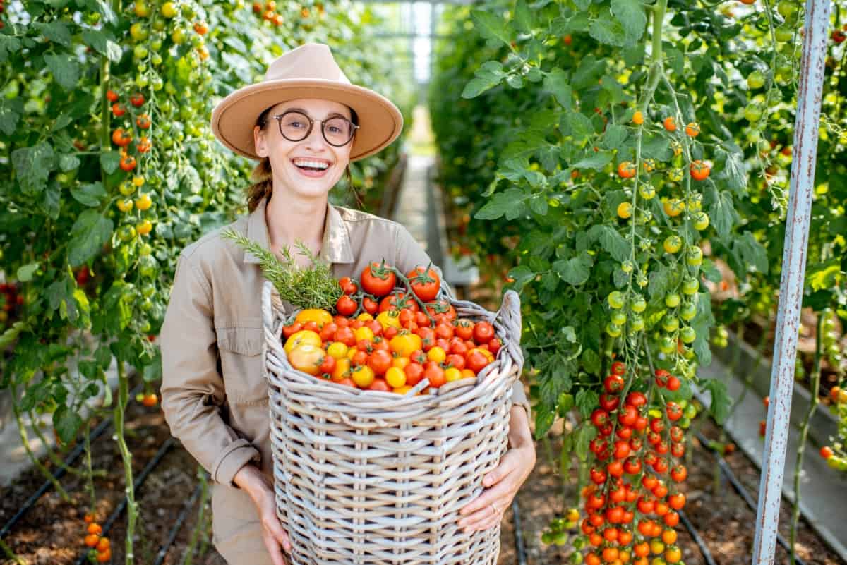 Basket Full of Fresh Tomatoes