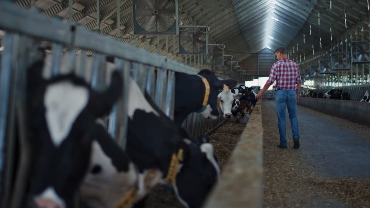 Tick Control in Dairy Farming