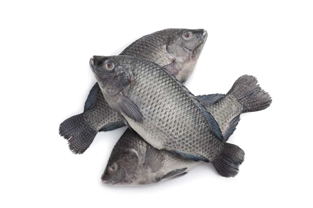 Tilapia fishes