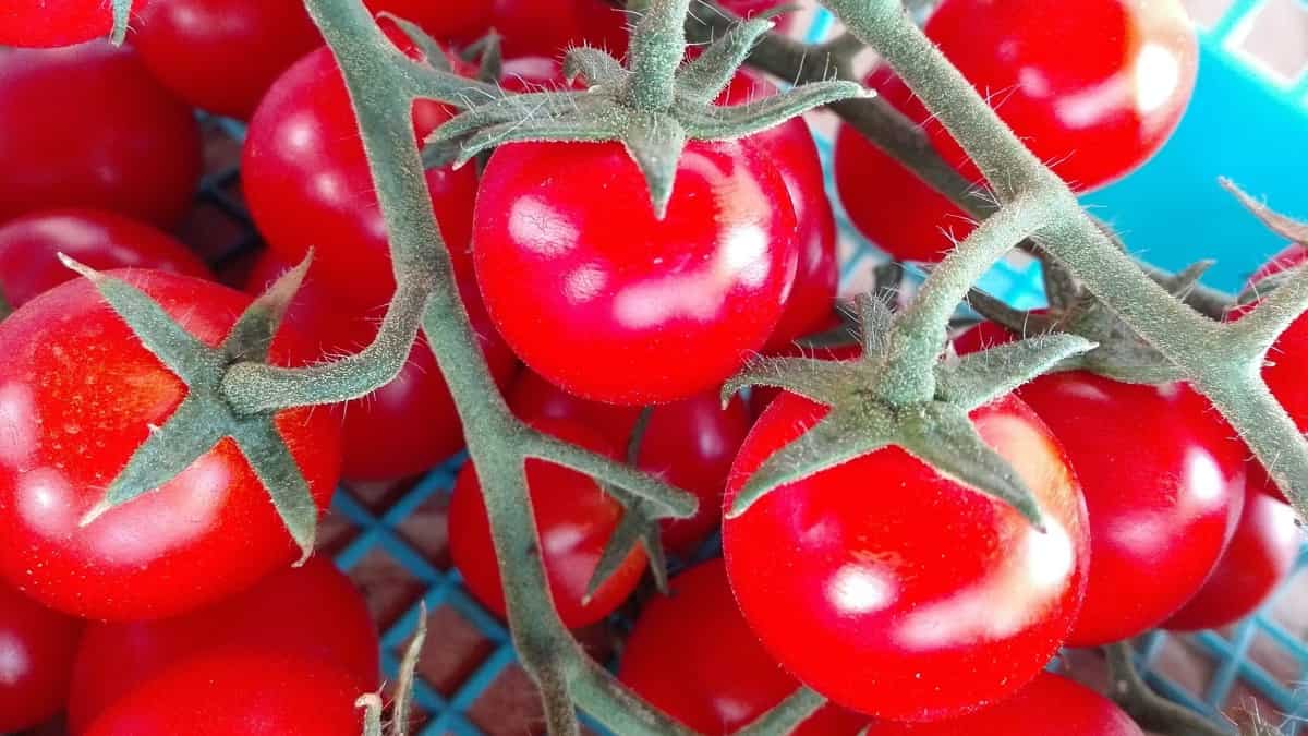 State Wise Tomato Farming Seasons in India