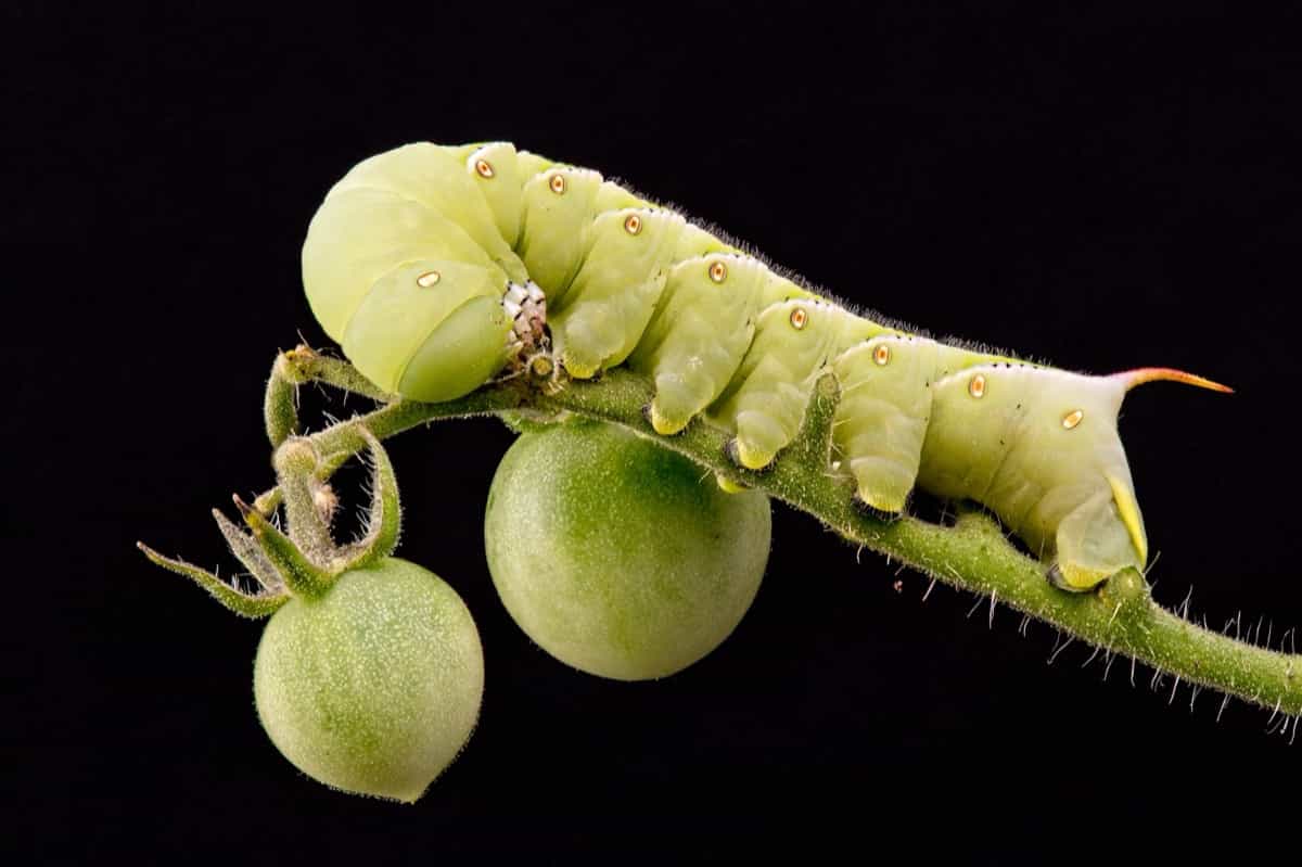 Tomato hornworm caterpillar on a tomato plant with unripe fruit