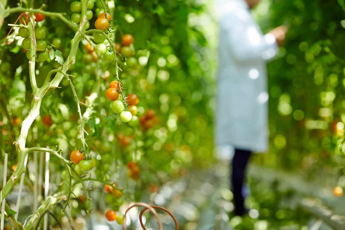Greenhouse tomato farming