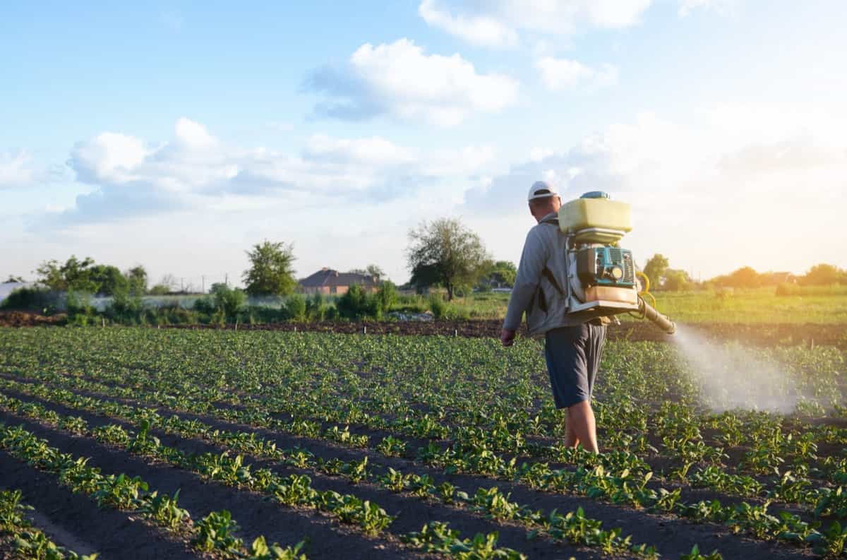 A farmer with a mist fogger sprayer sprays fungicide and pesticide on potato bushes