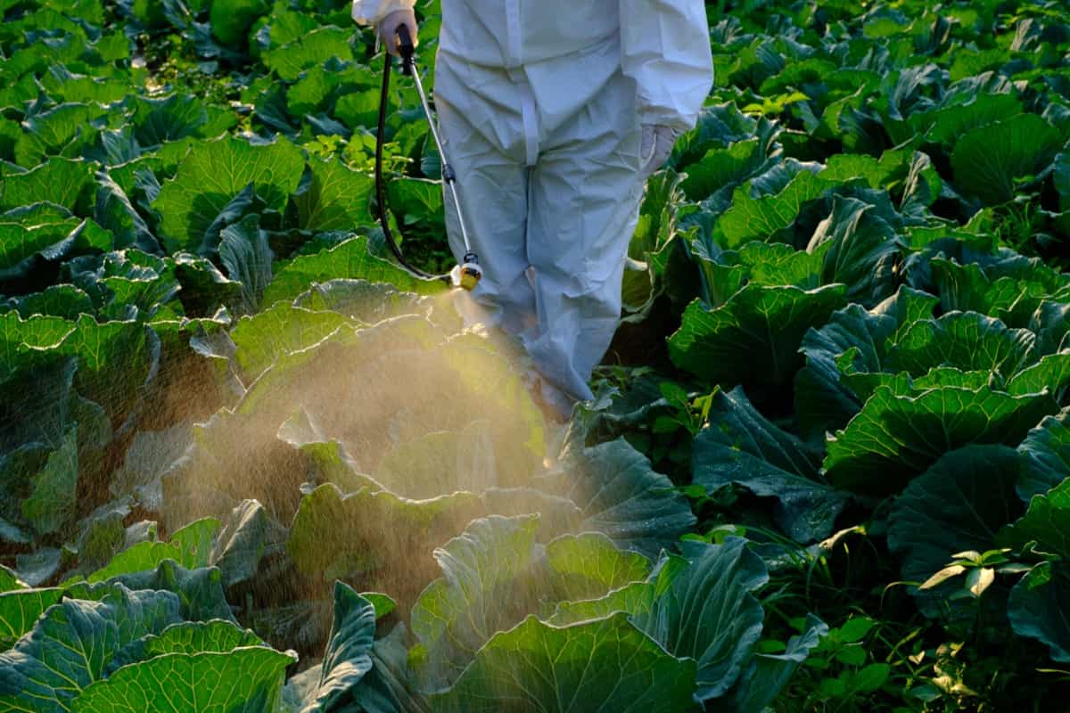Gardener in a protective suit spraying Insecticides in a farm