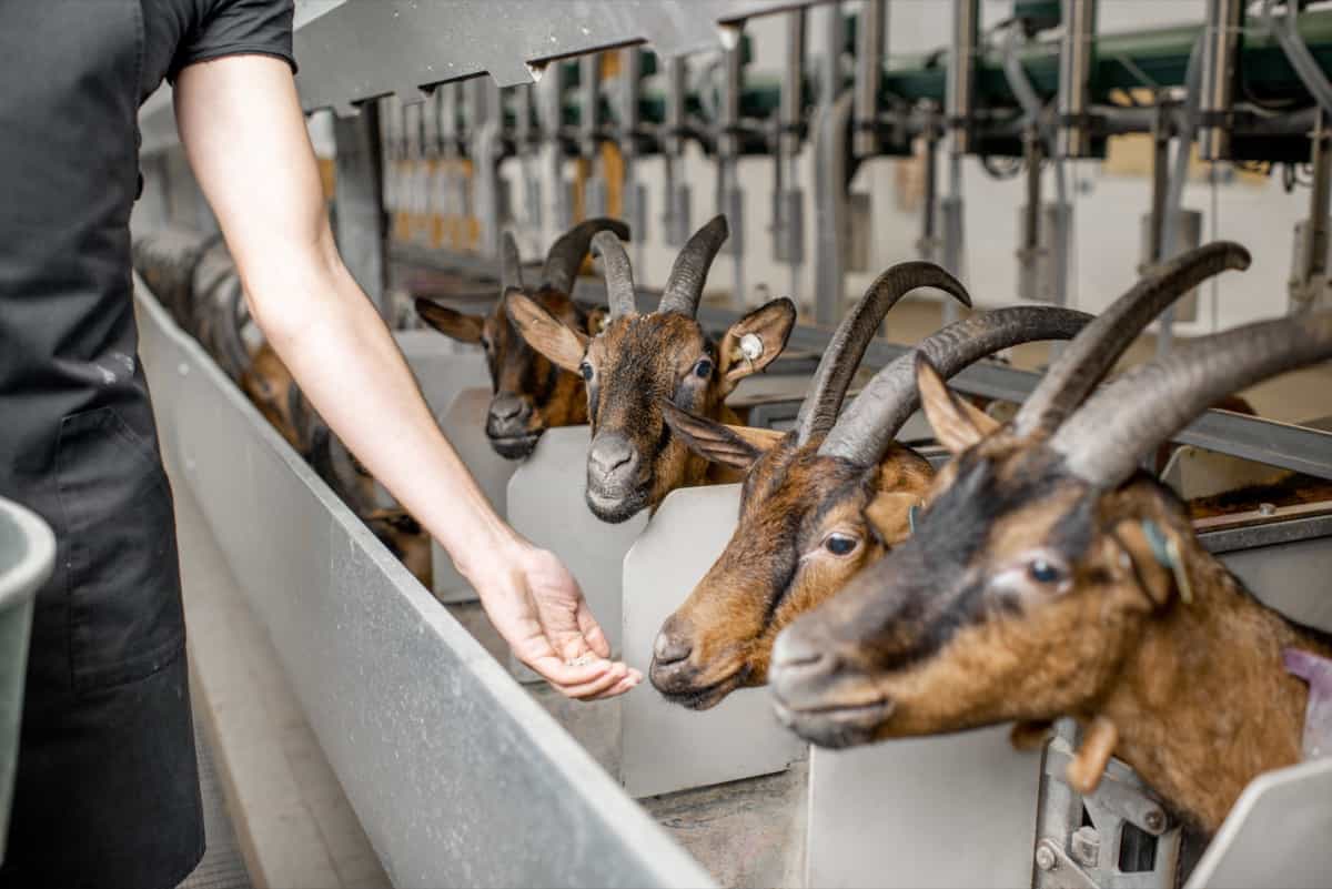 Feeding Goats in the Farm