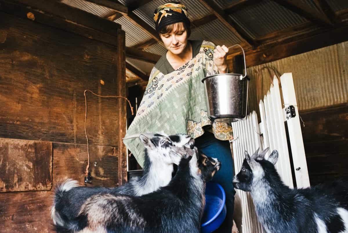 Feeding goats in the barn
