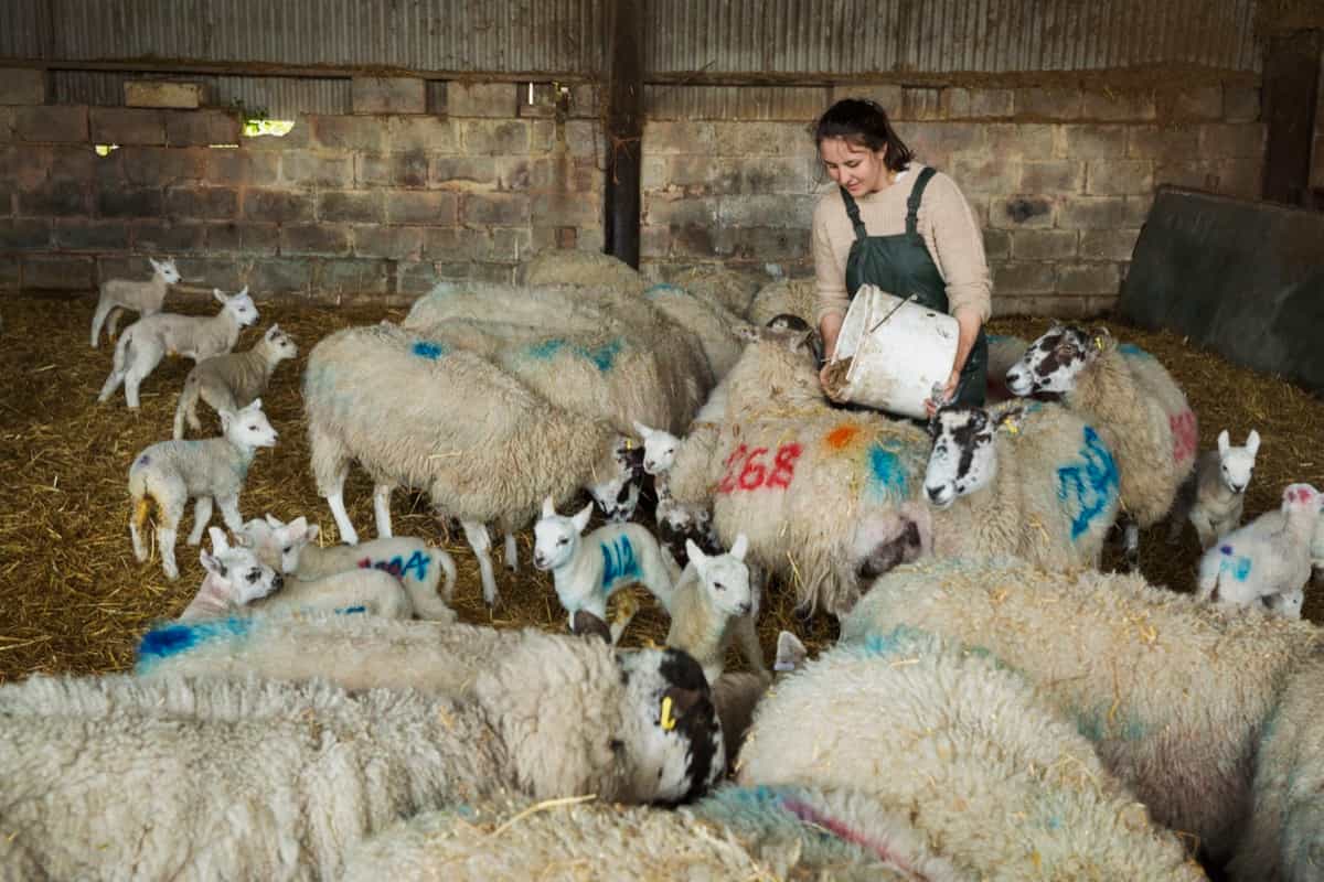 Feeding Sheep in the Farm