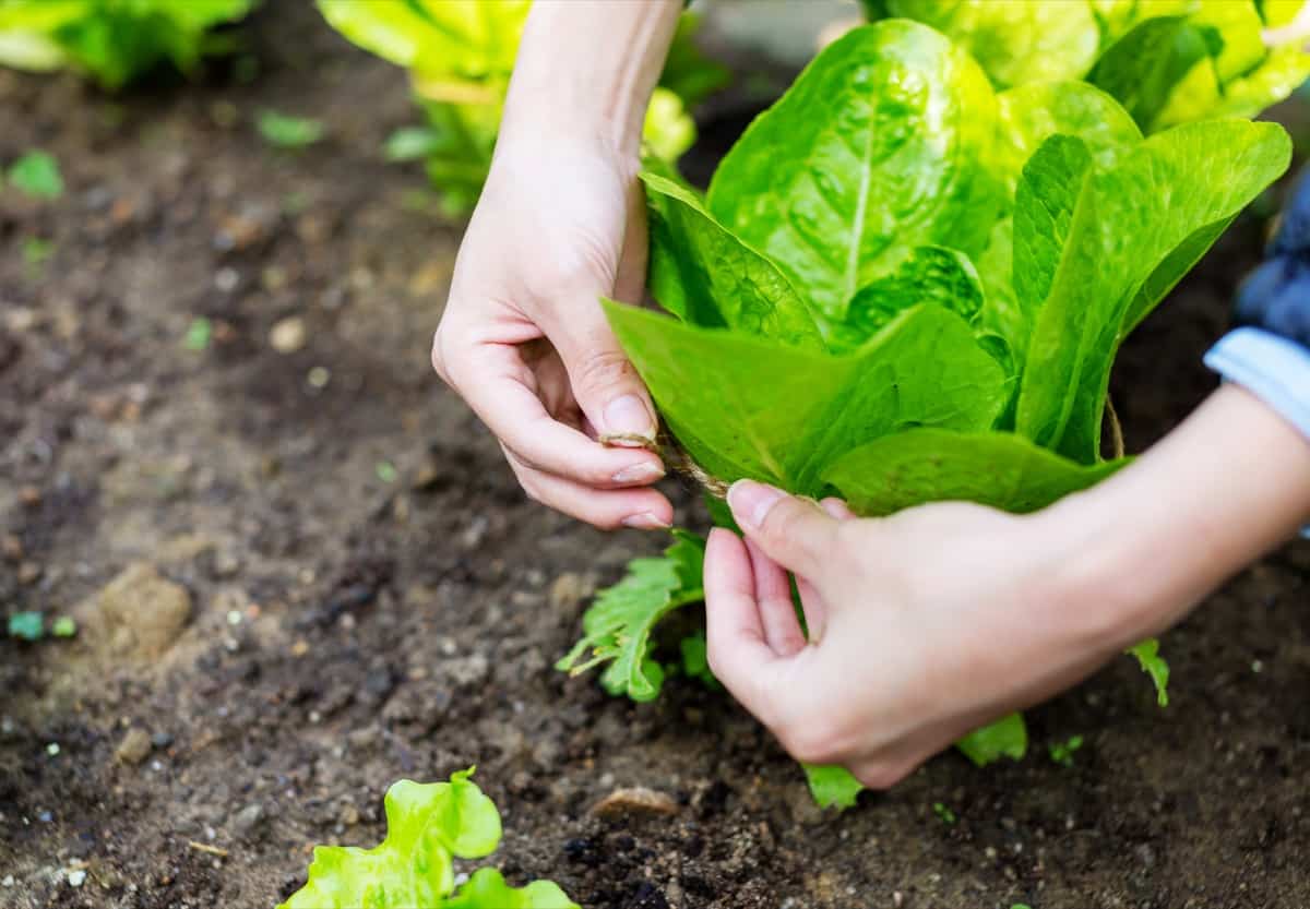 Top 20 Lettuce Varieties to Grow in Your Garden