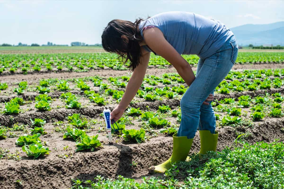 Soil Testing in Lettuce Farming
