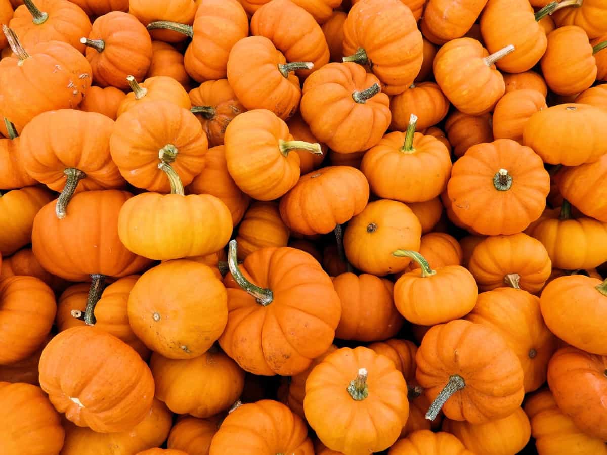 Top 20 Pumpkin Varieties