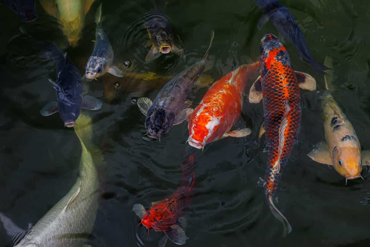 Koi Fish in a Pond