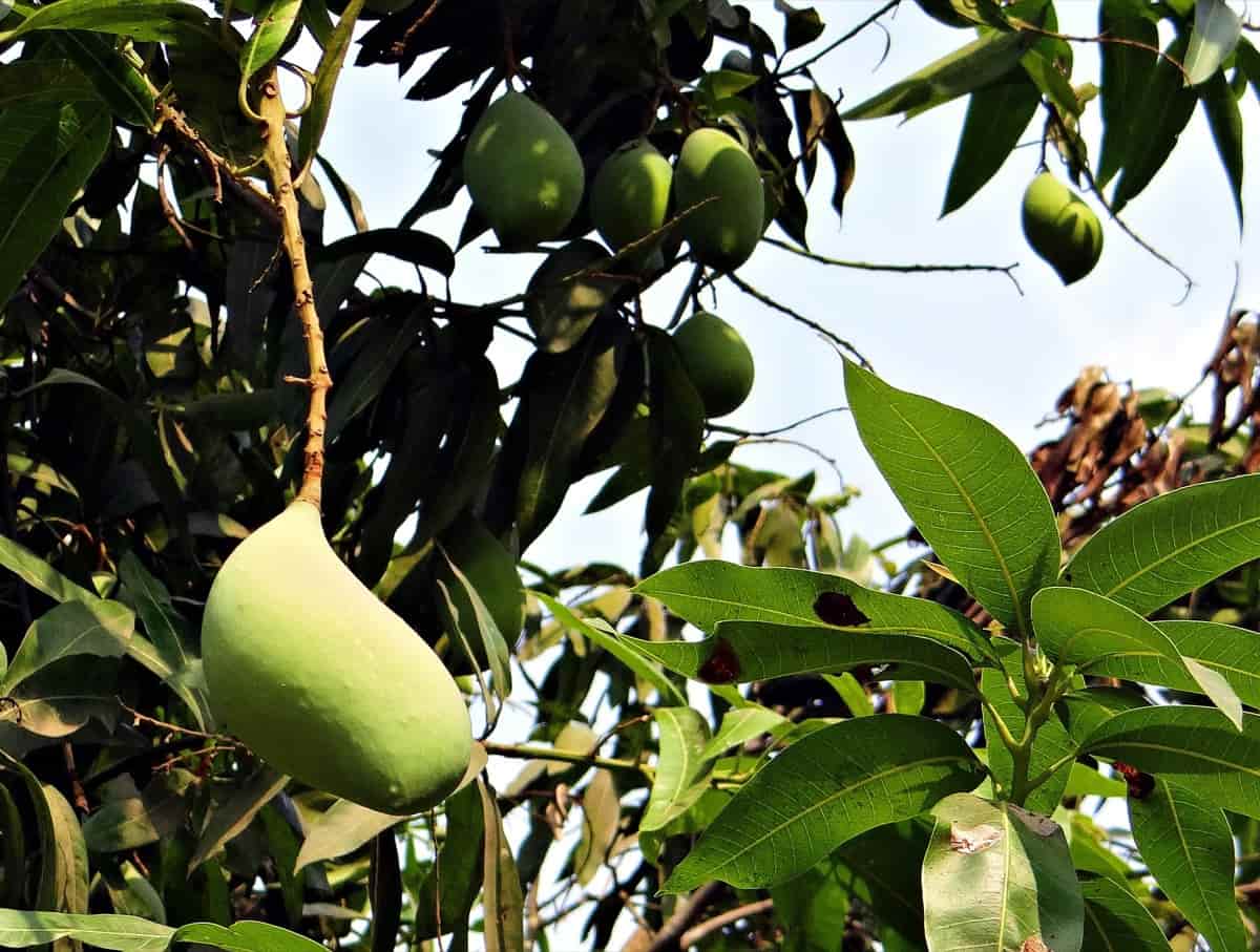 Totapuri Mango Farming in India