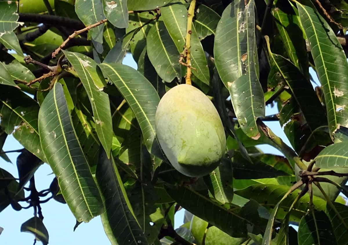 Totapuri Mango Farming