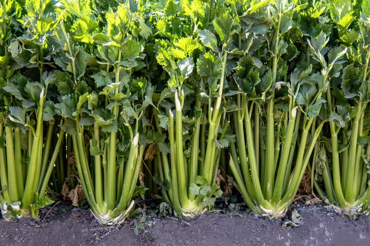 How to Identify and Control Celery Pests and Diseases