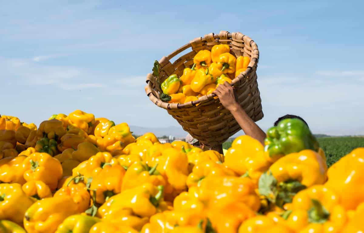 Yellow Capsicum Harvest