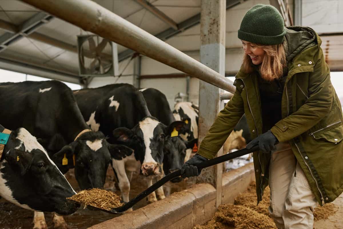 Farmer using spade to feed cows