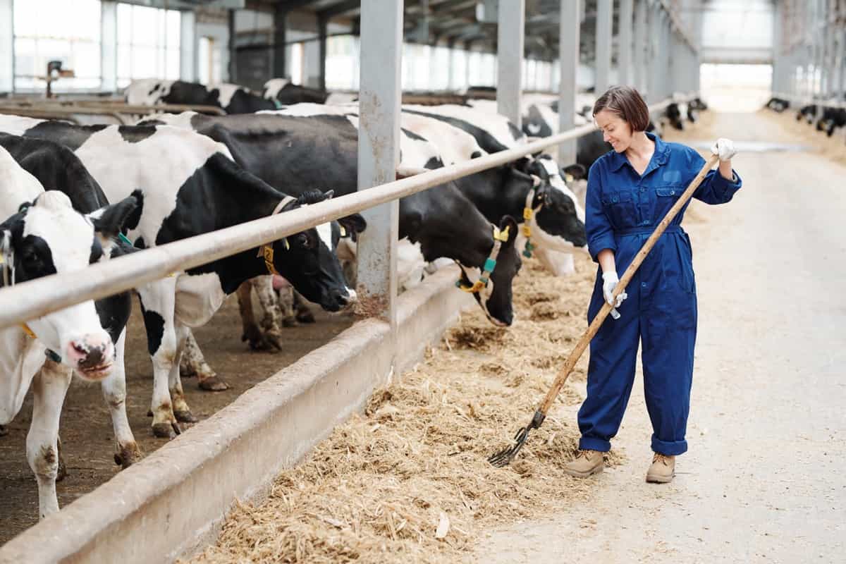 working with hayfork in a dairy farm