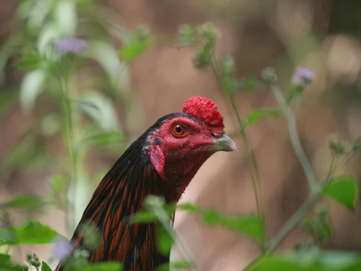 Rooster in a farm