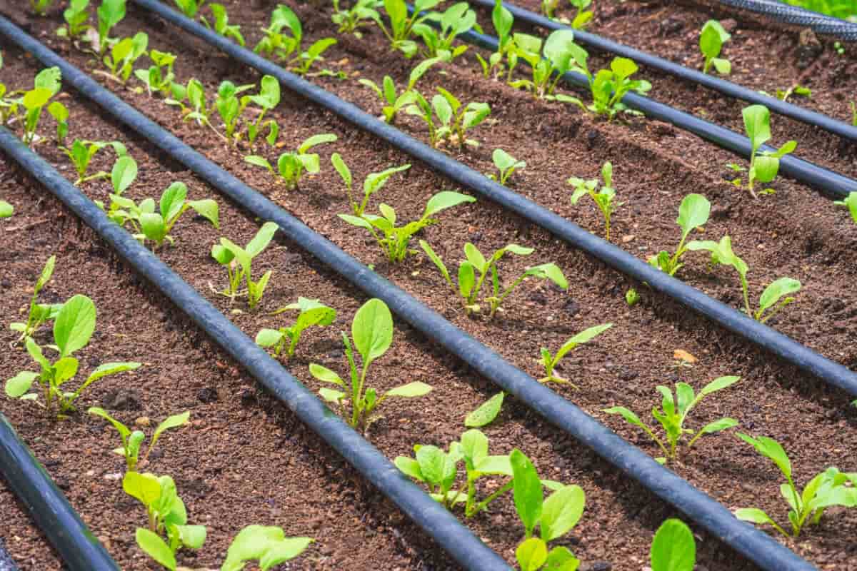 Lettuce Seedlings Growing with Drip Irrigation System