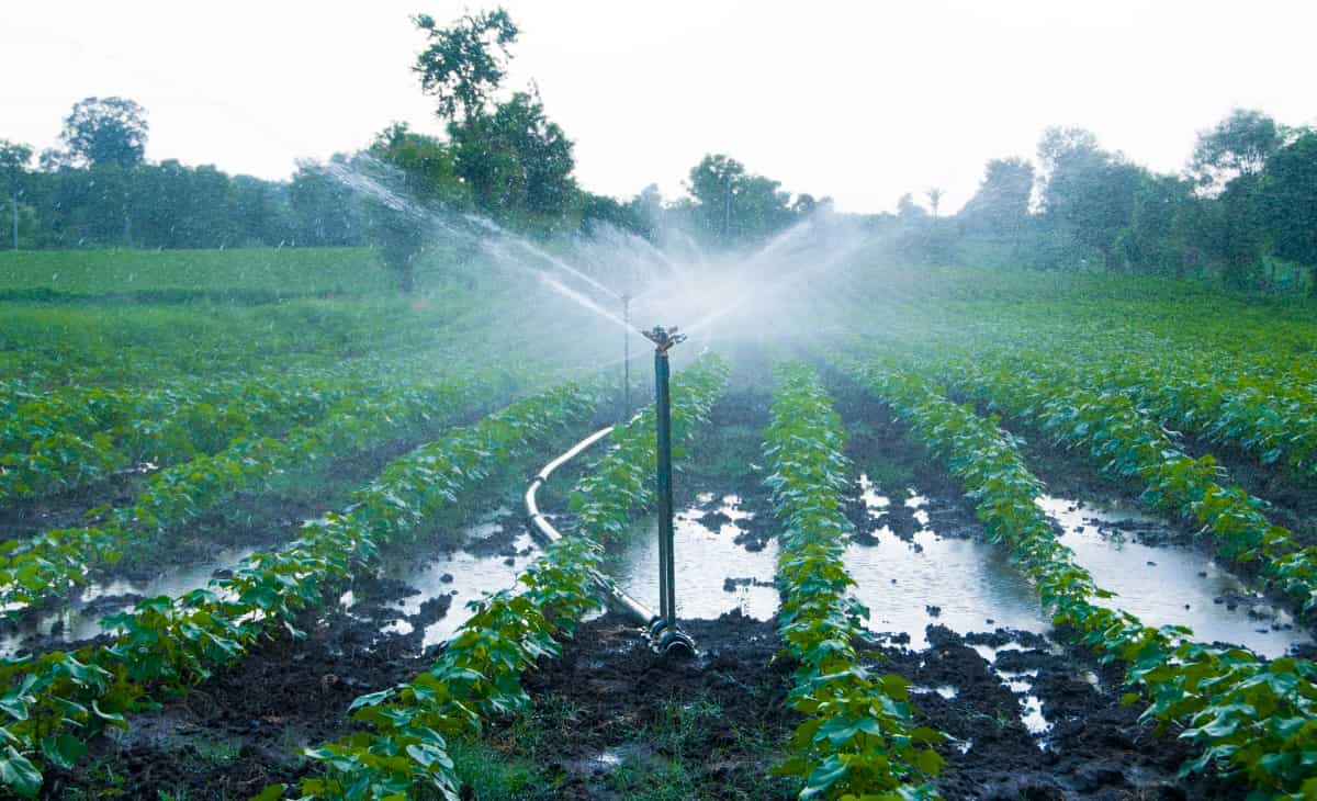 Automatic Sprinkler Irrigation System Watering in The Farm