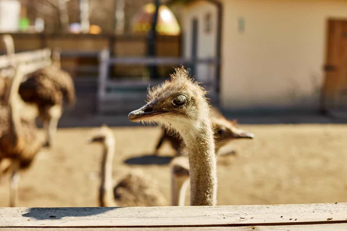 Ultimate Guide to Emu Farming