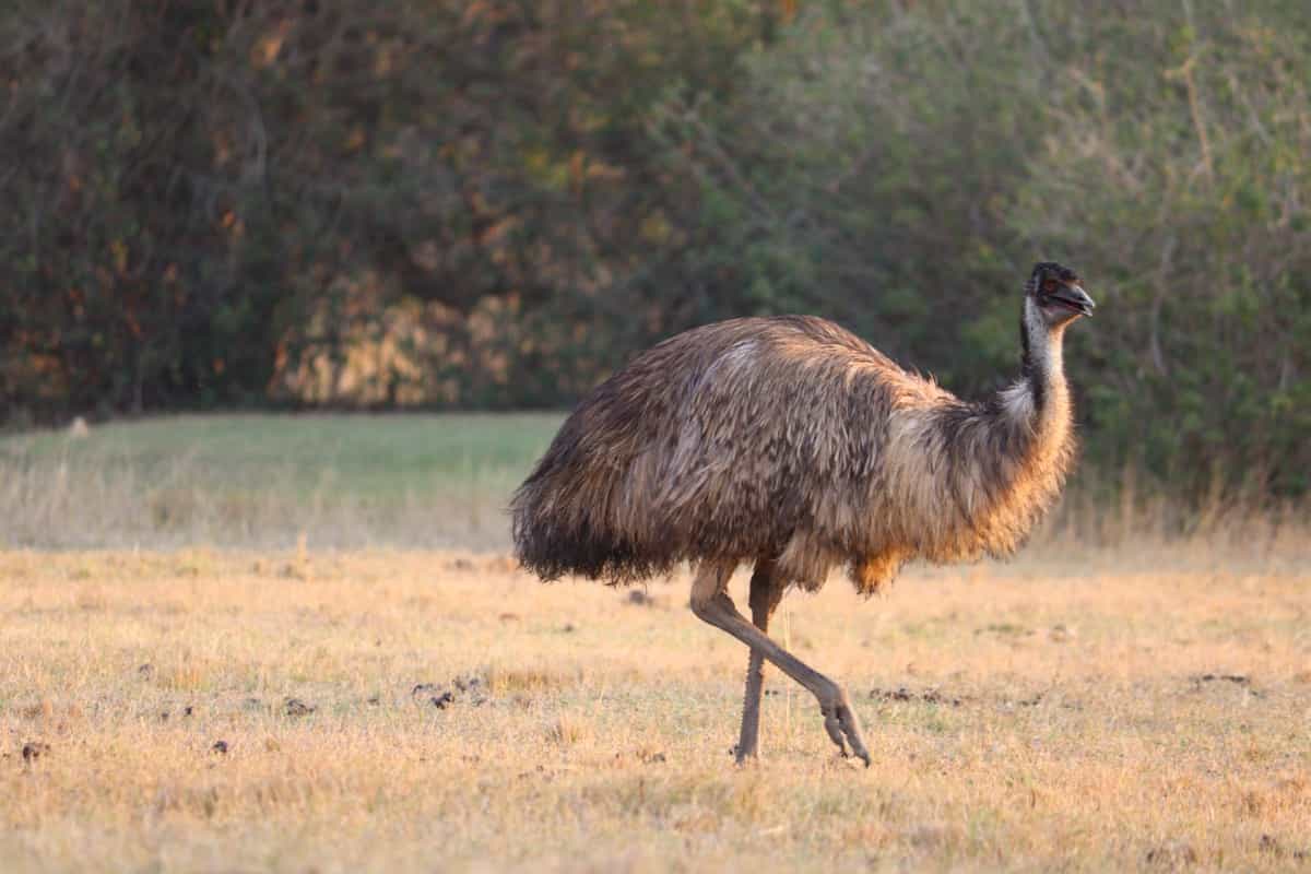 Emu bird walking in a farm