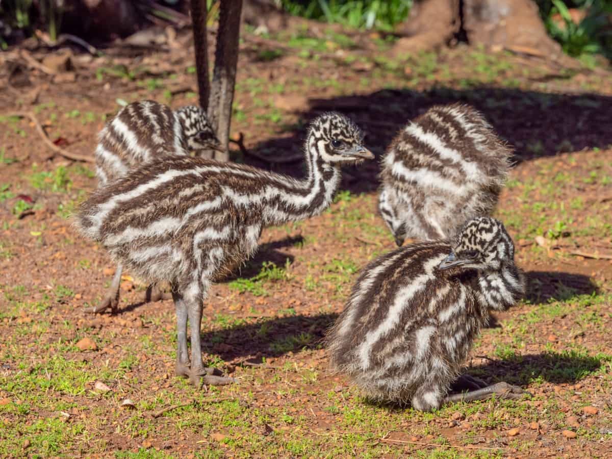 Baby Emu Birds