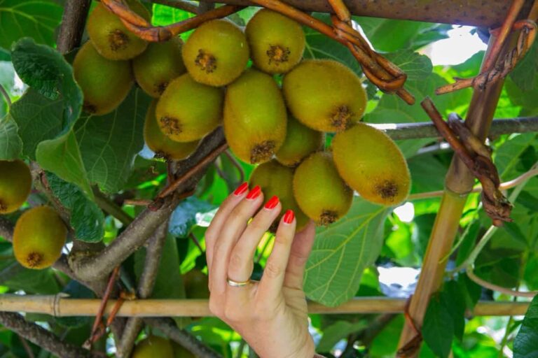 Ultimate Guide to Kiwi Farming – A Beginner’s Guide