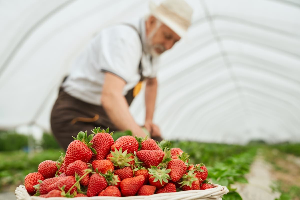Harvesting Ripe Red Strawberry