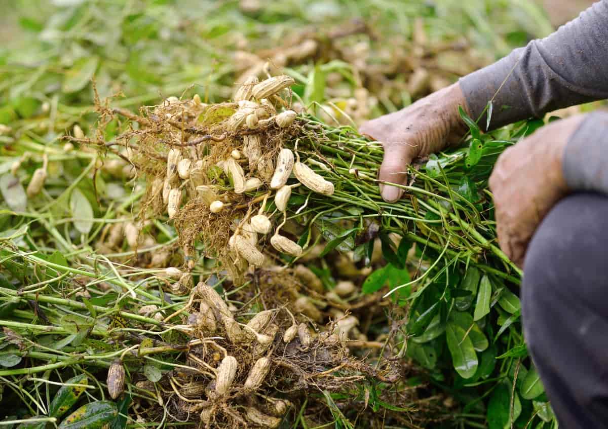 Unlock the Secrets of Groundnut Farming