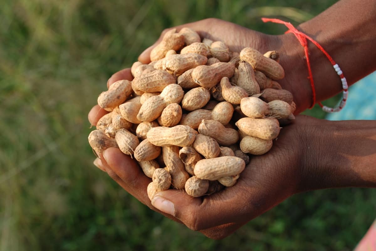 Farmer Holding Groundnuts 