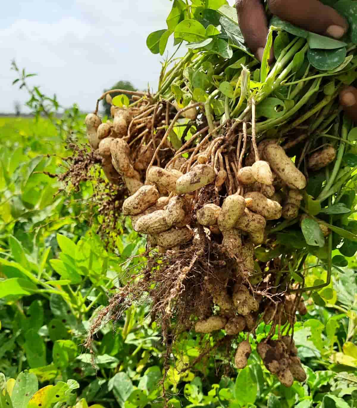 Fresh Peanuts Plants with Roots