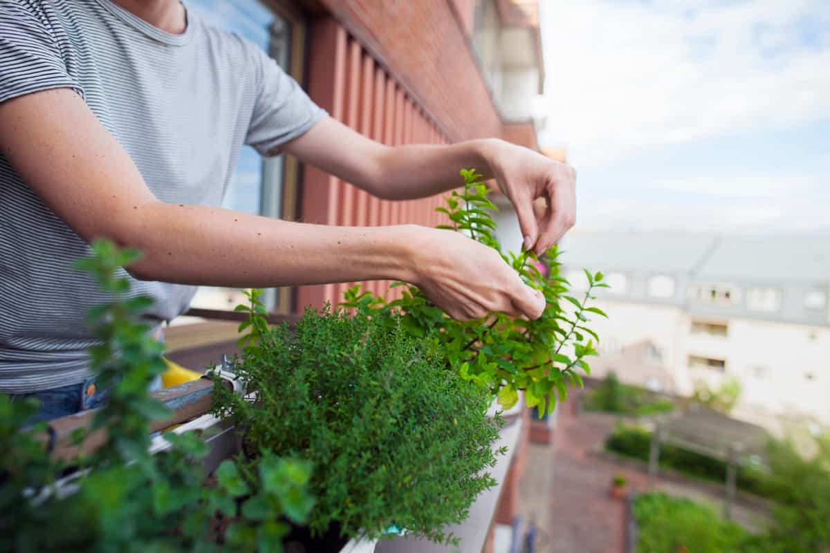 checking herbs on balcony