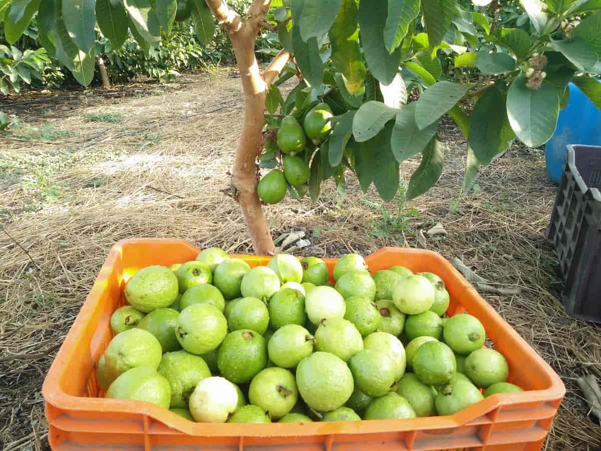 VNR Guava Harvesting