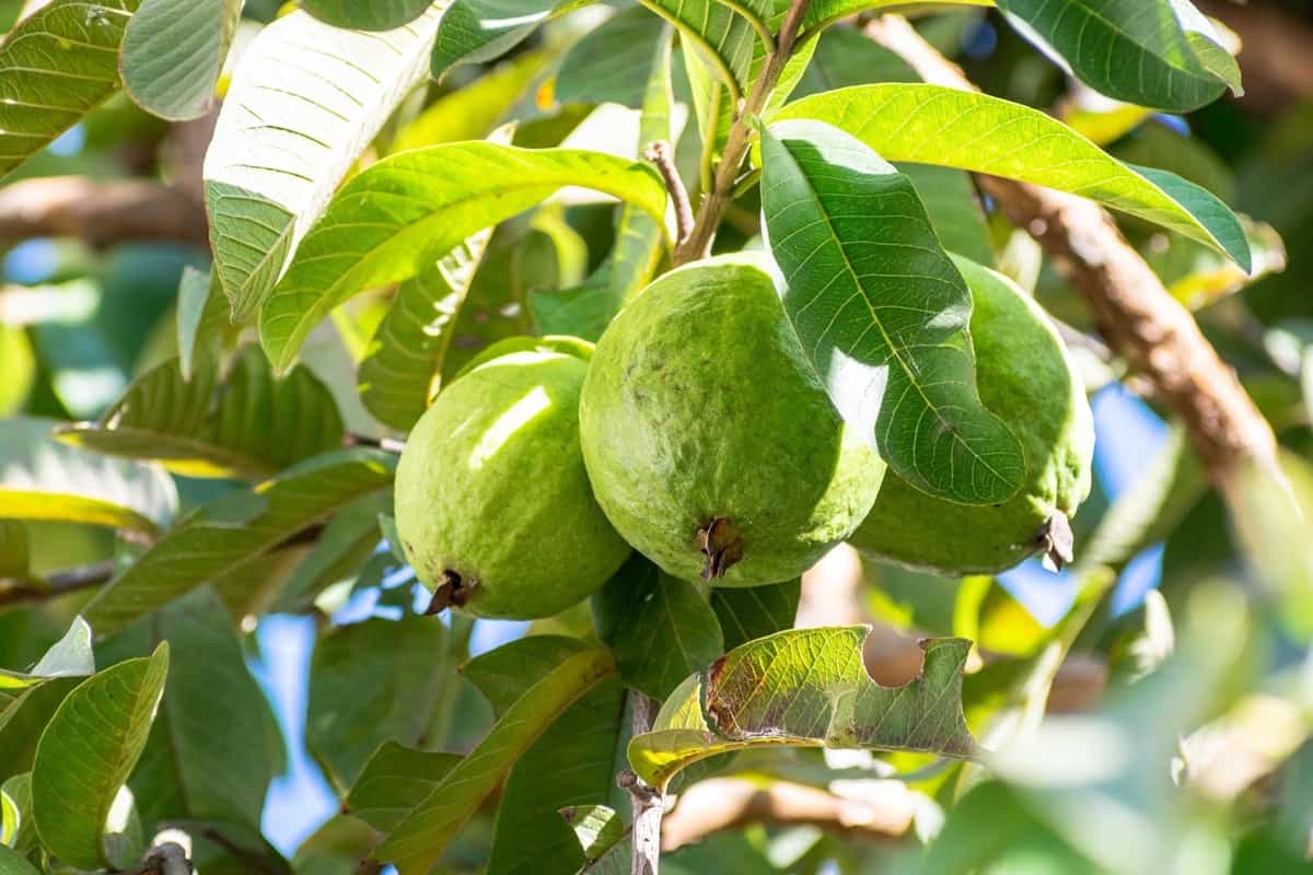 VNR Guava Tree 