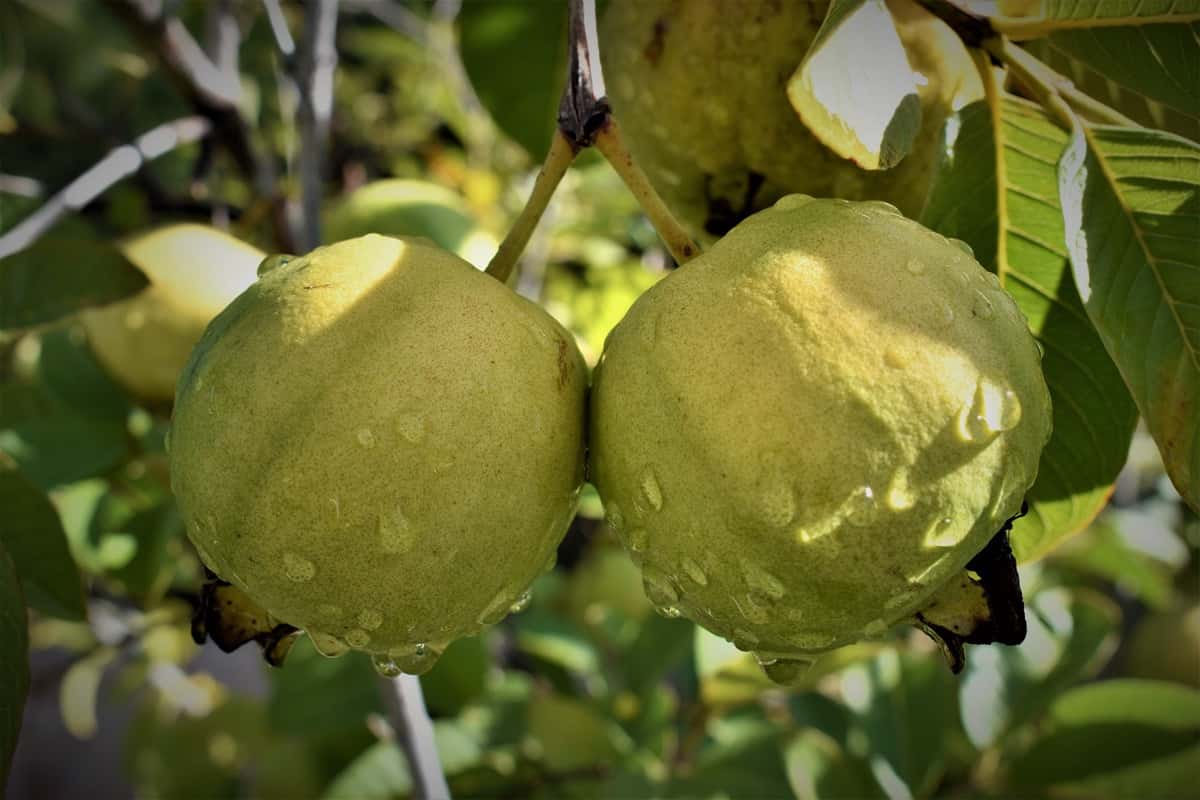 VNR Guava Farm