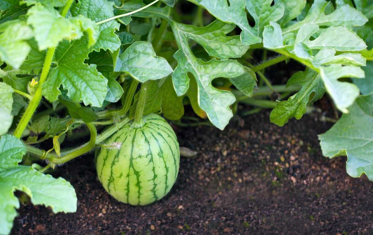 Watermelon growing in the home garden