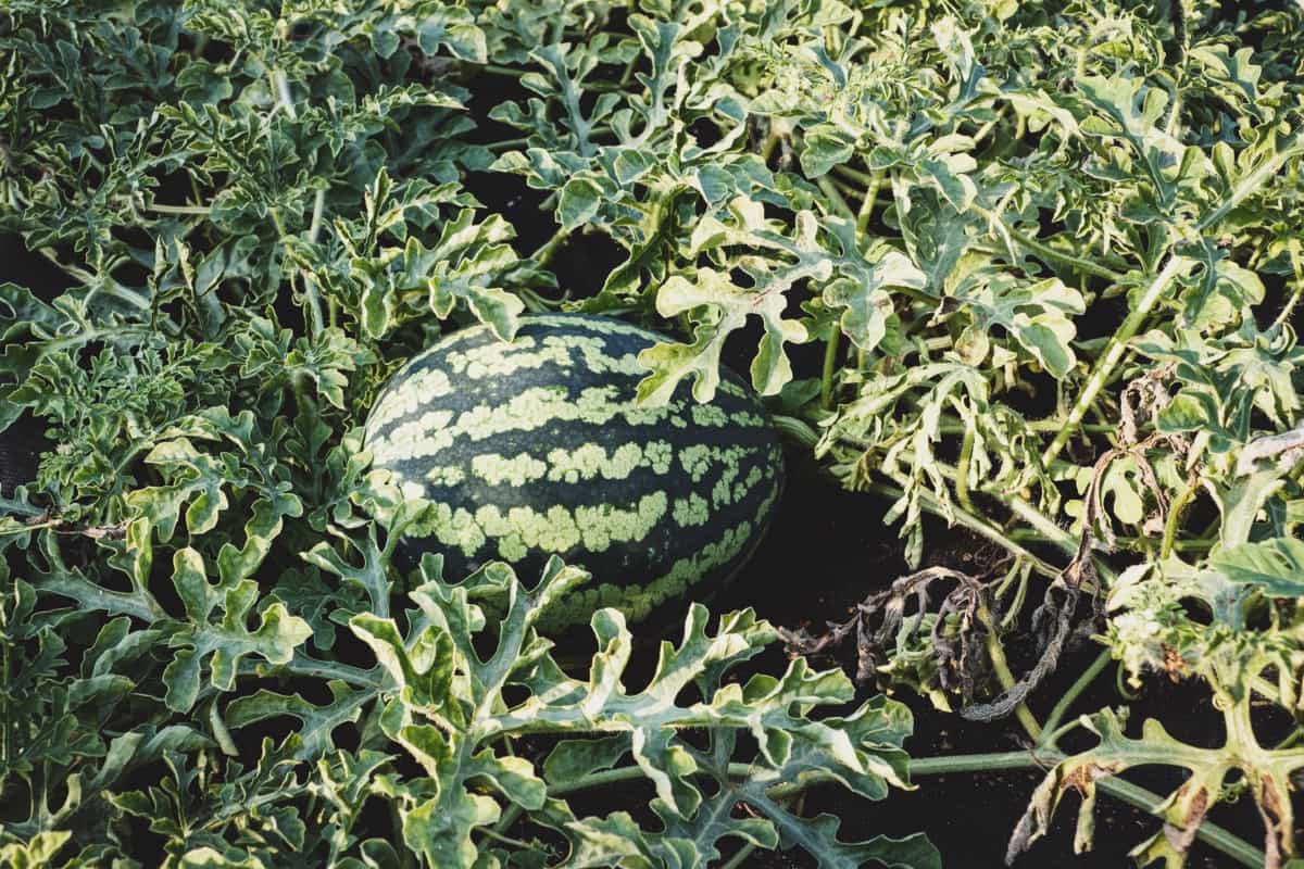Watermelon ready to harvest