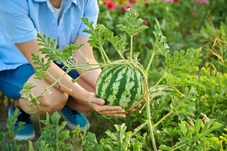 A Comprehensive Guide to Watermelon Farming and Cultivation Practices