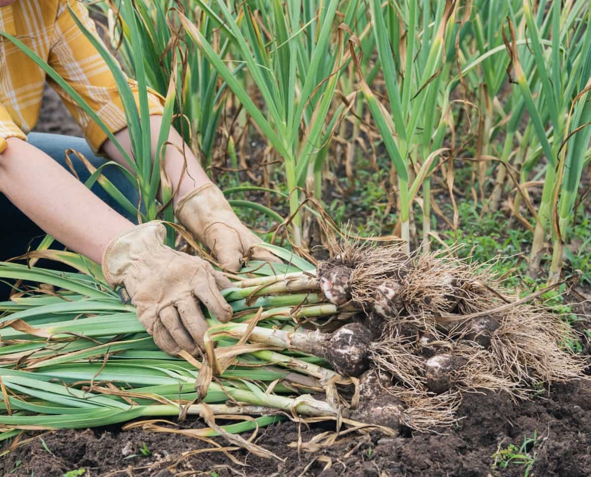Weed Management in Garlic Farming