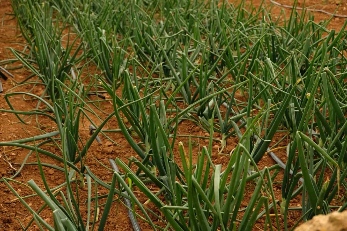 Weed Management in Onion Farms