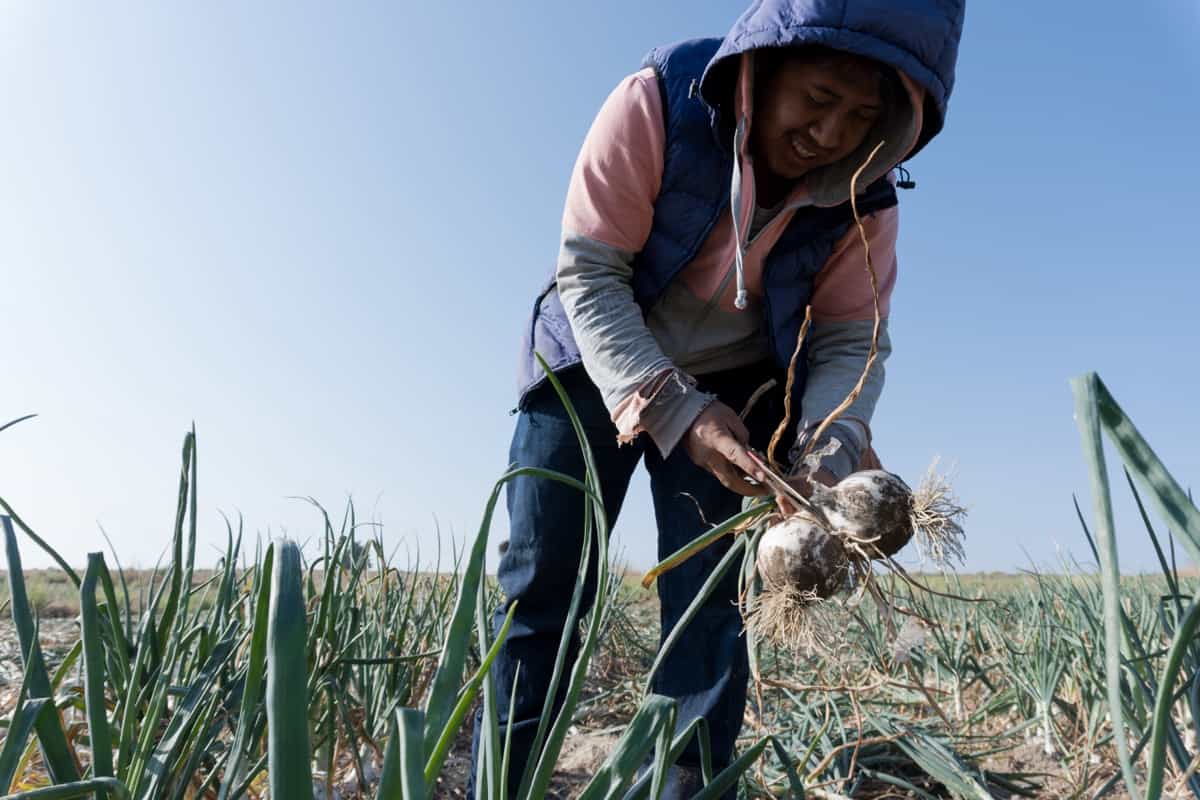 farmer harvesting onion on the farmland