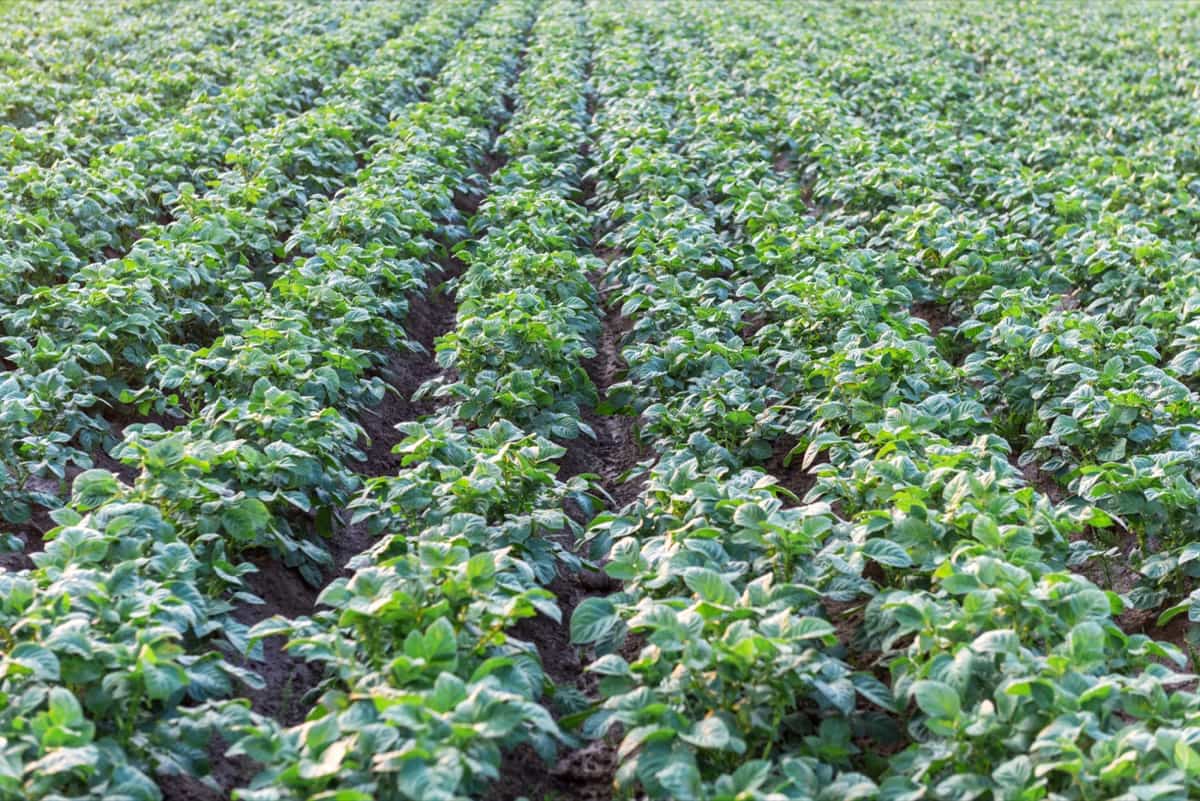 Agricultural field with even rows of potato