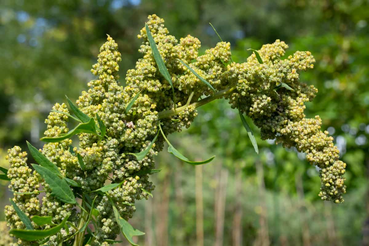 Weed Management in Quinoa