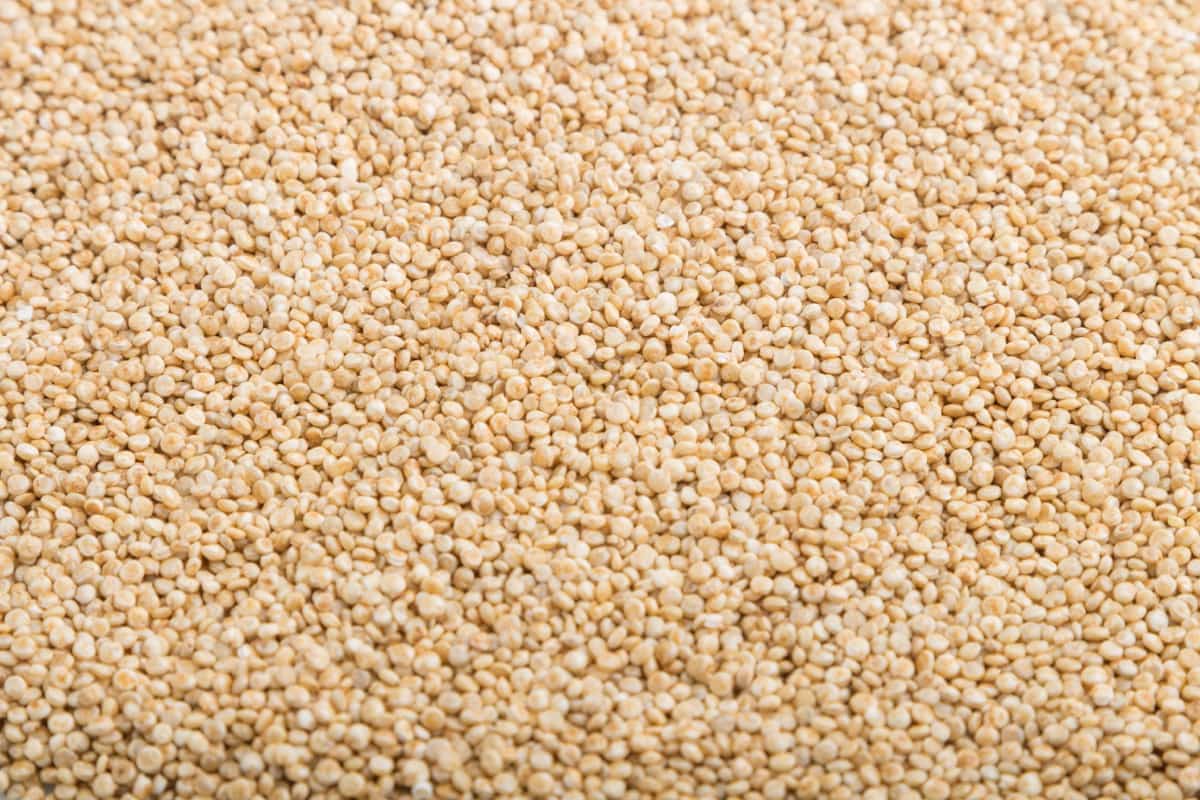 raw white quinoa