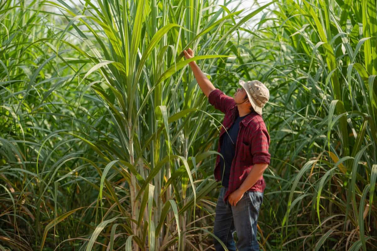 Weed Management in Sugarcane Farming
